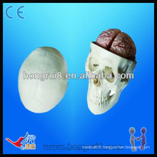 High Quality Skull Education Model,Pvc Skull Model,Skull Model With 8 Parts Brain